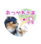 ほのぼのクーピー4（個別スタンプ：26）