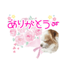 ほのぼのクーピー4（個別スタンプ：30）