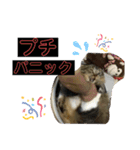 短足マンチカンのクリスタちゃん♀9（個別スタンプ：1）