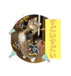 短足マンチカンのクリスタちゃん♀9（個別スタンプ：4）