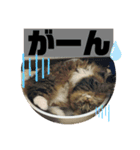 短足マンチカンのクリスタちゃん♀9（個別スタンプ：7）