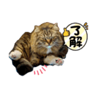 短足マンチカンのクリスタちゃん♀9（個別スタンプ：8）