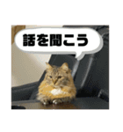 短足マンチカンのクリスタちゃん♀9（個別スタンプ：9）