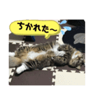 短足マンチカンのクリスタちゃん♀9（個別スタンプ：11）