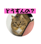 短足マンチカンのクリスタちゃん♀9（個別スタンプ：13）