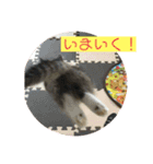 短足マンチカンのクリスタちゃん♀9（個別スタンプ：14）