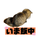 短足マンチカンのクリスタちゃん♀9（個別スタンプ：15）