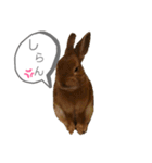 ミニウサギのモカちゃん①（個別スタンプ：4）