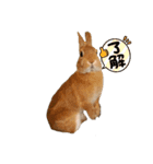 ミニウサギのモカちゃん①（個別スタンプ：8）