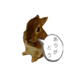 ミニウサギのモカちゃん①（個別スタンプ：9）