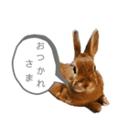 ミニウサギのモカちゃん①（個別スタンプ：10）