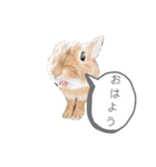 ミニウサギのモカちゃん①（個別スタンプ：11）