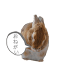 ミニウサギのモカちゃん①（個別スタンプ：12）