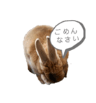 ミニウサギのモカちゃん①（個別スタンプ：13）