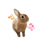 ミニウサギのモカちゃん①（個別スタンプ：14）