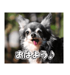 Team Chihuahuas007 ～ちわわず～（個別スタンプ：1）