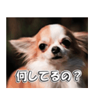 Team Chihuahuas007 ～ちわわず～（個別スタンプ：2）