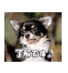 Team Chihuahuas007 ～ちわわず～（個別スタンプ：3）