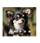 Team Chihuahuas007 ～ちわわず～（個別スタンプ：4）