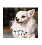 Team Chihuahuas007 ～ちわわず～（個別スタンプ：5）