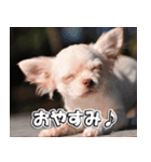 Team Chihuahuas007 ～ちわわず～（個別スタンプ：6）