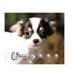 Team Chihuahuas007 ～ちわわず～（個別スタンプ：7）