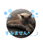 もちゃ＆さゆちゃん2（個別スタンプ：4）
