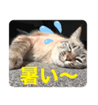 もちゃ＆さゆちゃん2（個別スタンプ：20）
