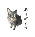 キジ猫ミミちゃんとゆかいな仲間たち（個別スタンプ：1）