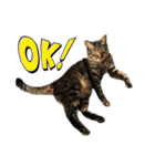 キジ猫ミミちゃんとゆかいな仲間たち（個別スタンプ：4）