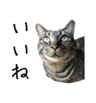 キジ猫ミミちゃんとゆかいな仲間たち（個別スタンプ：5）