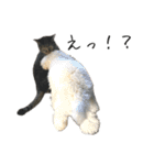 キジ猫ミミちゃんとゆかいな仲間たち（個別スタンプ：6）