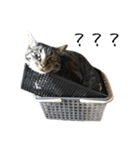 キジ猫ミミちゃんとゆかいな仲間たち（個別スタンプ：7）