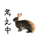 キジ猫ミミちゃんとゆかいな仲間たち（個別スタンプ：8）