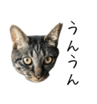 キジ猫ミミちゃんとゆかいな仲間たち（個別スタンプ：9）