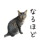 キジ猫ミミちゃんとゆかいな仲間たち（個別スタンプ：10）