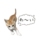 キジ猫ミミちゃんとゆかいな仲間たち（個別スタンプ：11）