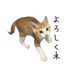 キジ猫ミミちゃんとゆかいな仲間たち（個別スタンプ：12）