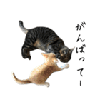 キジ猫ミミちゃんとゆかいな仲間たち（個別スタンプ：13）