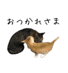 キジ猫ミミちゃんとゆかいな仲間たち（個別スタンプ：14）