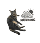 キジ猫ミミちゃんとゆかいな仲間たち（個別スタンプ：15）