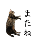 キジ猫ミミちゃんとゆかいな仲間たち（個別スタンプ：17）