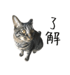 キジ猫ミミちゃんとゆかいな仲間たち（個別スタンプ：18）