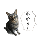 キジ猫ミミちゃんとゆかいな仲間たち（個別スタンプ：19）