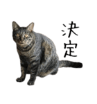 キジ猫ミミちゃんとゆかいな仲間たち（個別スタンプ：20）