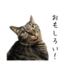 キジ猫ミミちゃんとゆかいな仲間たち（個別スタンプ：21）