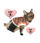 キジ猫ミミちゃんとゆかいな仲間たち（個別スタンプ：22）