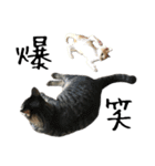 キジ猫ミミちゃんとゆかいな仲間たち（個別スタンプ：23）