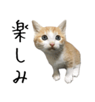 キジ猫ミミちゃんとゆかいな仲間たち（個別スタンプ：25）