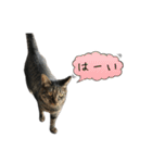 キジ猫ミミちゃんとゆかいな仲間たち（個別スタンプ：27）
